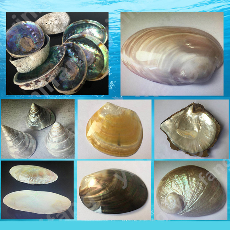 Abalone Sheet Paper for Musica - Musical Instrument Craft 评论和价格
